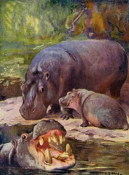 At the Zoo: Hippopotamus