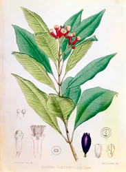 Clove, flower bud of Syzygium aromaticum Eugenia carophyllata