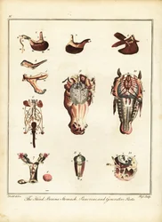 Anatomy of a horse