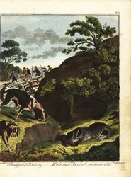 Armed men hunting badgers, England