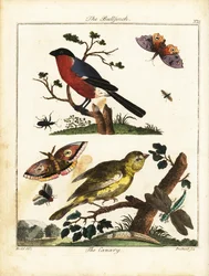 Bullfinch, Canary, Butterfly, Moth, etc.