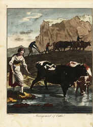 Dairy Maid and Farmers with Cattle