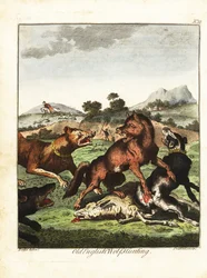 Old English Wolf Hunting. 1792