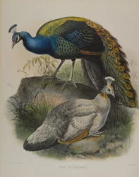 Black Shouldered Pea Fowl