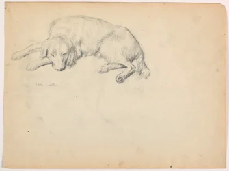 Dash (a Setter), ca. 1862