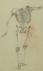 Skeleton Study