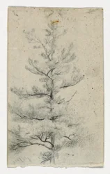 Sketch of a Tree