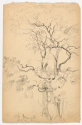 Study of Oaks at Dennings Point