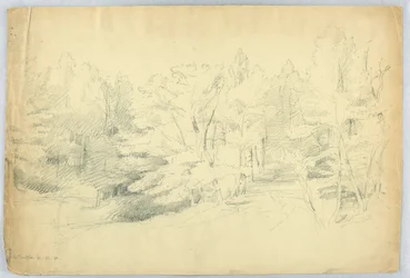 Wooded Scene - West Campton, New Hampshire