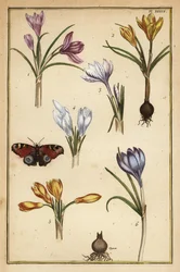 Spring Crocus, Crocus vernus, and European Peacock Butterfly, Aglais io