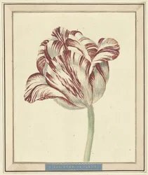 Tulip, named Bisar, Cardinal de Fleuri