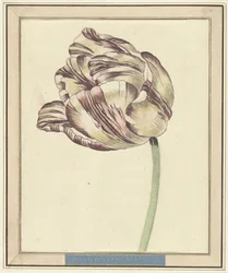 Tulip, Named Bisar, States General
