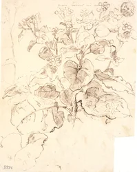 Plant Studies