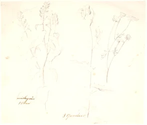 Plant Studies