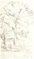 Study of Oak Trees