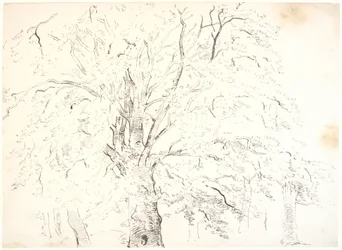 Study of a Mighty Tree Crown