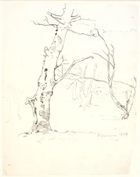 Tree Trunks
