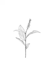 Botanical Line Drawing