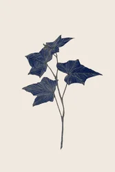 Navy Botanical Branch