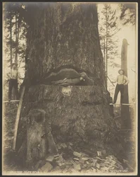 17 Feet Diameter Fir Tree near McMurray, Washington