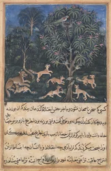 Page from Tales of a Parrot Tuti-nama: Fifth night: The parrot mother cautions
