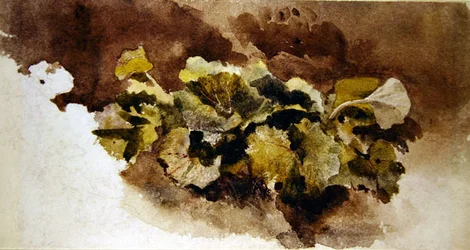 Dock Leaves