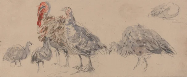 Study of Turkeys