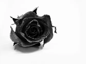 Wet Black Rose