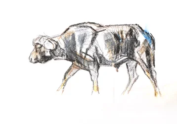 African Buffalo