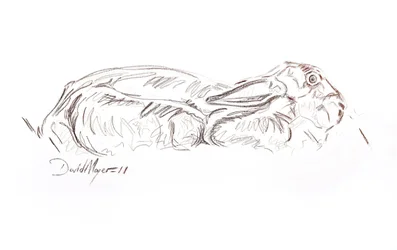 Brown hare reclining