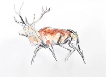 Red Deer Stag, 2020
