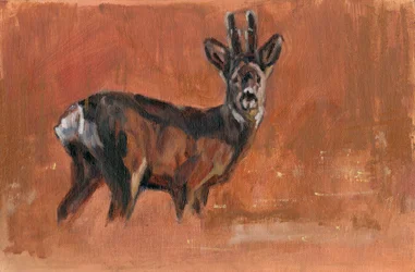 Roe Buck