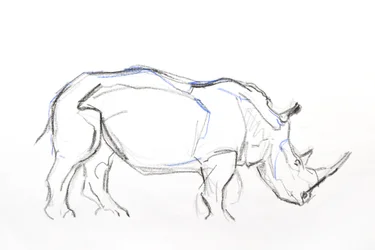 White Rhino, 2021