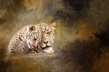 Leopard Family Tenderness