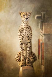 Regal Cheetah Portrait