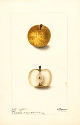 Apples (No.1)