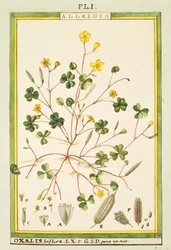 Bermuda buttercup (Oxalis biflora or pes-caprae), watercolour by Delahaye