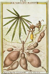 Cassava or manioc roots (Manihot esculenta) used to make cassava bread, watercolour by Delahaye