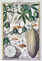 Fruits and flowers of baobab tree (Adansonia digitata) by Delahaye, from Florindie ou Historie physico-economique des Vegetaux de la Torride