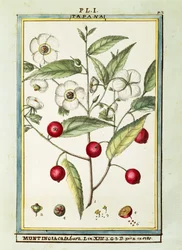 Jamaican cherry (Muntingia calabura), watercolour by Delahaye