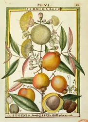 Malabar Plum or Rose apple (Eugenia Jambos or Syzygium Jambos), watercolour by Delahaye