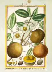 Mammee apple (Mammea americana), watercolour by Delahaye