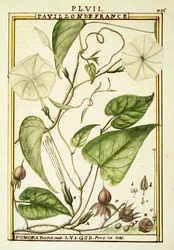 Moonflower or Moon vine (Ipomoea Alba), watercolour by Delahaye