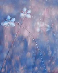 Delicate Dewdrop Flowers