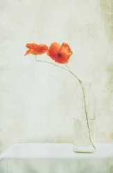 Delicate Poppies in Vase