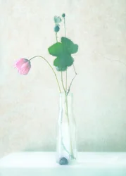 Delicate Poppy Still Life