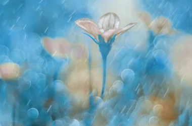 Dreamy Blue Bloom