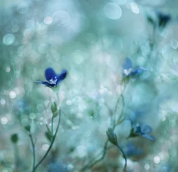 Dreamy Blue Flowers