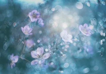 Dreamy Bokeh Flowers