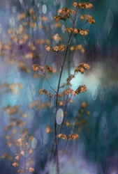 Dreamy Botanical Bokeh